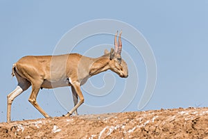 Powerful saiga male. Saiga tatarica is listed in the Red Book