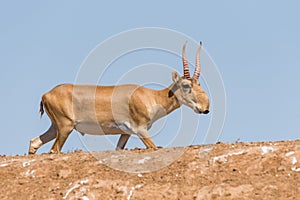 Powerful saiga male. Saiga tatarica is listed in the Red Book