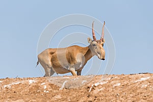 Powerful saiga male. Saiga tatarica is listed in the Red Book