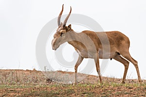 Powerful saiga male. Saiga tatarica is listed in the Red Book