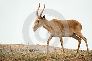 Powerful saiga male. Saiga tatarica is listed in the Red Book