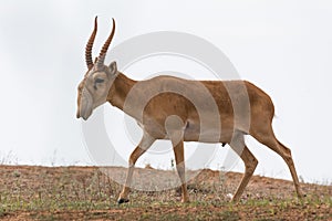 Powerful saiga male. Saiga tatarica is listed in the Red Book