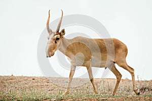 Powerful saiga male. Saiga tatarica is listed in the Red Book