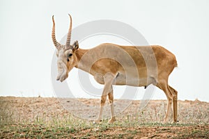 Powerful saiga male. Saiga tatarica is listed in the Red Book