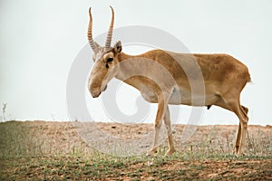 Powerful saiga male. Saiga tatarica is listed in the Red Book