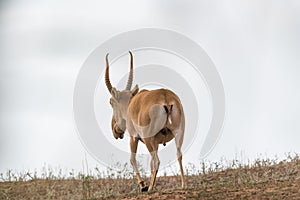 Powerful saiga male. Saiga tatarica is listed in the Red Book