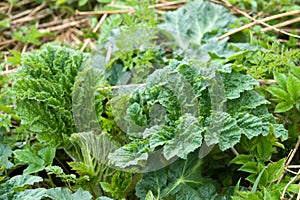 Powerful shoots of the hogweed