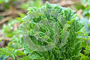 Powerful shoots of the hogweed