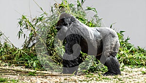 Powerful Silverback Gorilla Standing in Profile