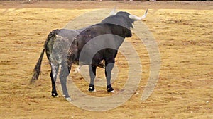 Powerful spanish bull, bullfight arena