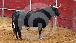 Powerful spanish bull, bullfight arena