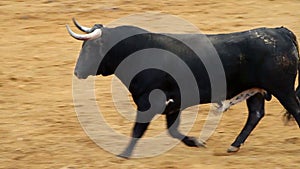 Powerful spanish bull, bullfight arena