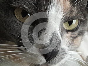 Powerful Stern Green Cat Eyes Stare, Whiskers, Multicolor Fur Closeup Portrait