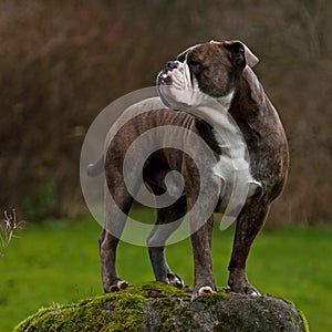 A powerful bulldog standing guarding photo