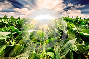 Powerful Sunrise behind closeup of soybean plant leaves