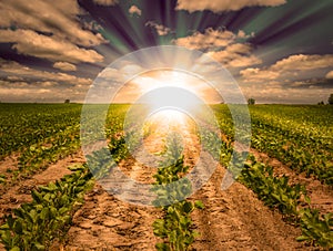 Powerful Sunset On Farm Field With Rows of Soybean Crop