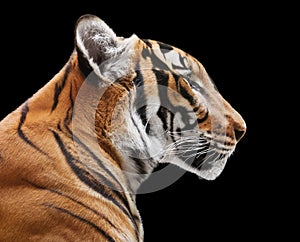 Powerful tiger