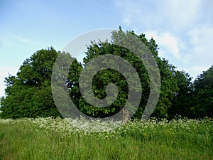 Powerful tree crowns in a Sunny meadow on a summer day