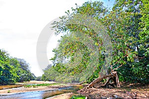 Powerful trees with a closely leaf canopy are standing in the jungle of the Yala Nationalpark