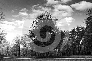 Trees, nature, landscape, sky, clouds