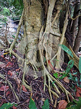 Powerful trees in the jungle. Large strong roots