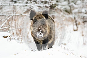 Powerful wild boar standing in snow facing camera and watching in winter.