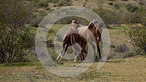 Powerful wild horse stallions kicking while fighting in the Salt River Canyon area near Scottsdale Arizona USA