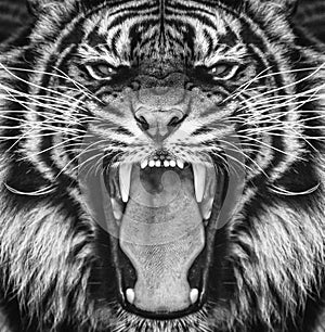 Powerful wild tiger cat roaring closeup