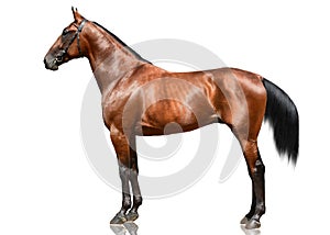 The powerfull bay horse trotter breed  standing isolated on white background. Side view