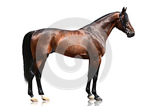 Powerfull bay thoroughbred stallion standing isolated on white background. Side view