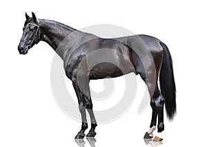 The powerfull black sport horse stand isolated on white background photo