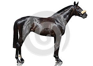 The powerfull dark bay thoroughbred stallion standing isolated on white background.