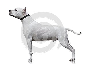The powerfull Dogo Argentino stand isolated on white background. side view