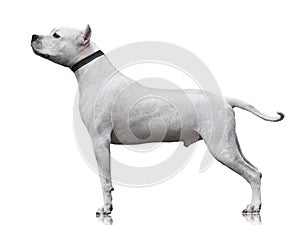 The powerfull Dogo Argentino stand isolated on white background. side view photo