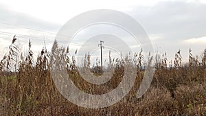 Powerline behind tall dried grass