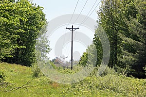 Powerline through the trees