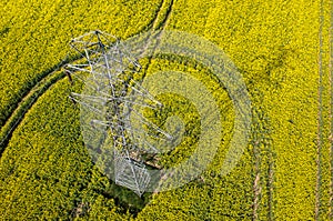 Powerlines on colza field