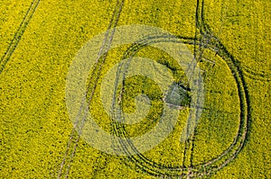 Powerlines on colza field