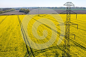 Powerlines on colza field