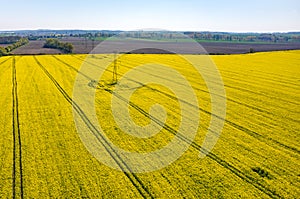 Powerlines on colza field