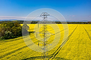 Powerlines on colza field