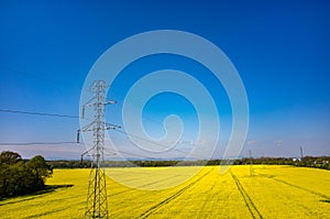 Powerlines on colza field