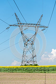 Powerlines on colza field