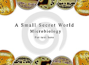 Powerpoint presentation background microbiology, petri dish and