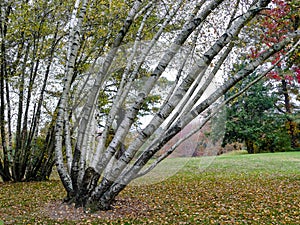 Powerty Birch /Betula Populifolia/ in autumn landscape with leaves on grass