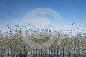 Poyang lake migratory bird reserve landscape