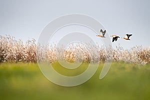 Poyang lake natural reserve landscape