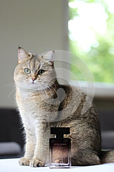 Poznan, Poland - 06.03.2023: Narciso Rodriguez perfume for her forever and green-eyed British shorthair golden chinchilla ny25 photo