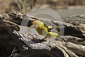 Western Tanager male piranga ludoviciana photo