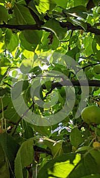 Ðpple tree in summer